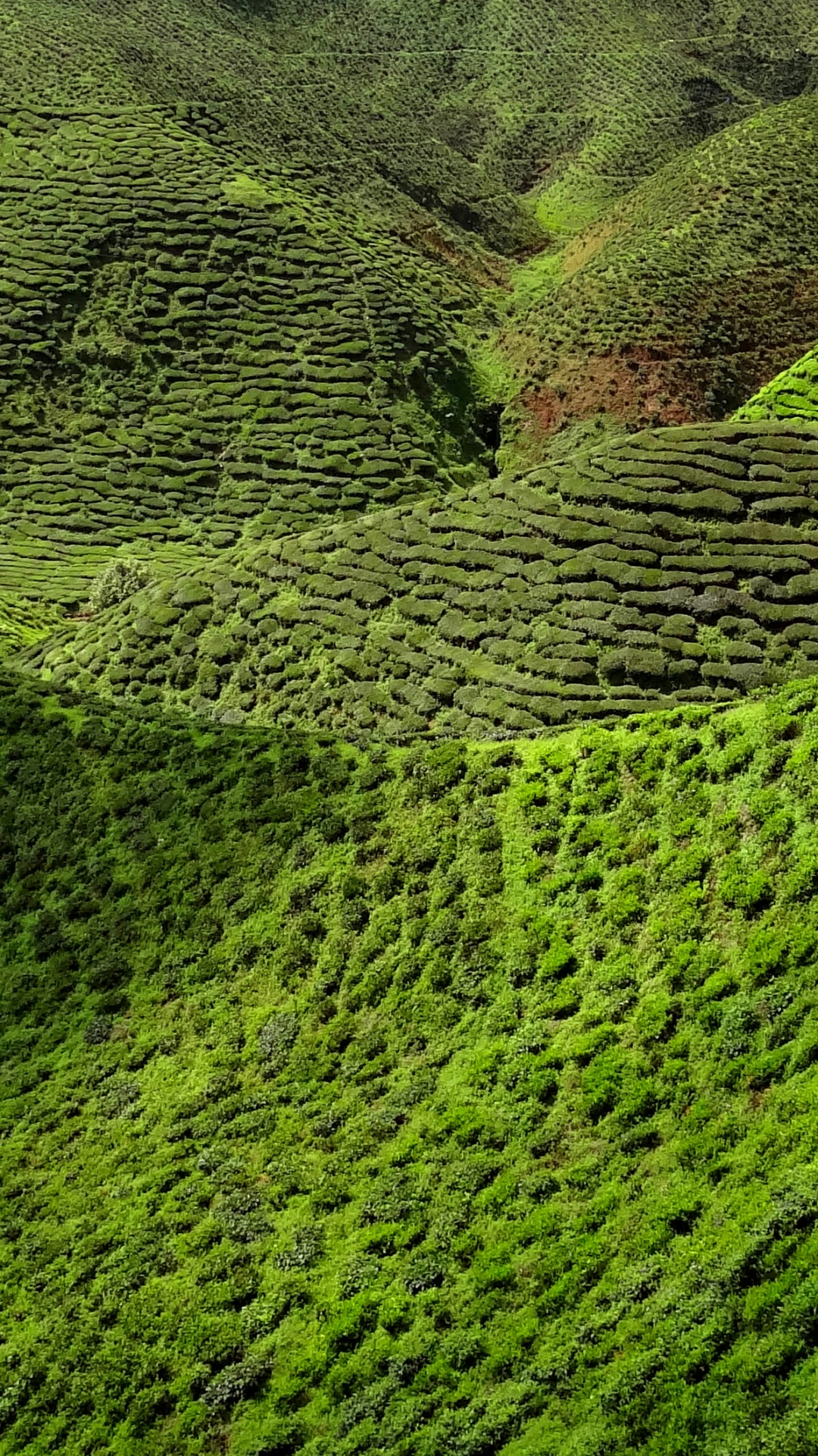 Обои чай, зеленый, растительность, нагорье, природный заповедник в разрешении 1080x1920