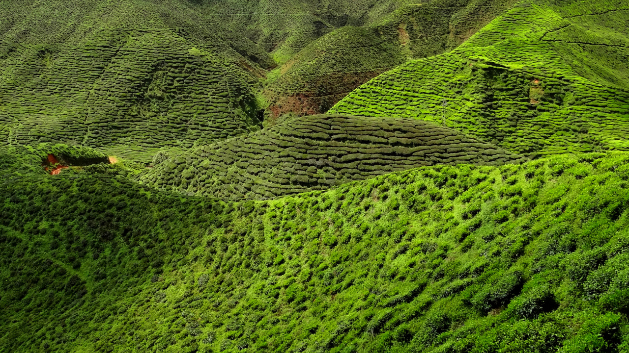 Обои чай, зеленый, растительность, нагорье, природный заповедник в разрешении 1280x720