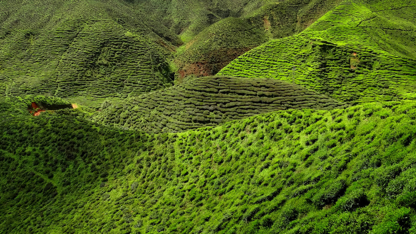 Обои чай, зеленый, растительность, нагорье, природный заповедник в разрешении 1366x768