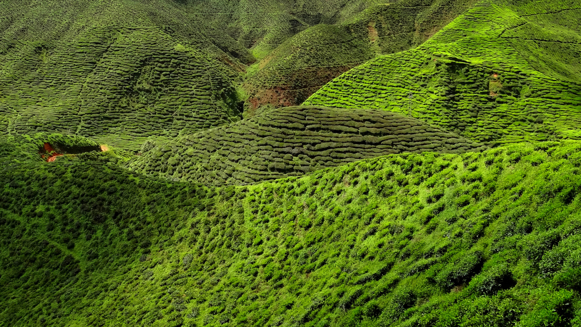 Обои чай, зеленый, растительность, нагорье, природный заповедник в разрешении 1920x1080