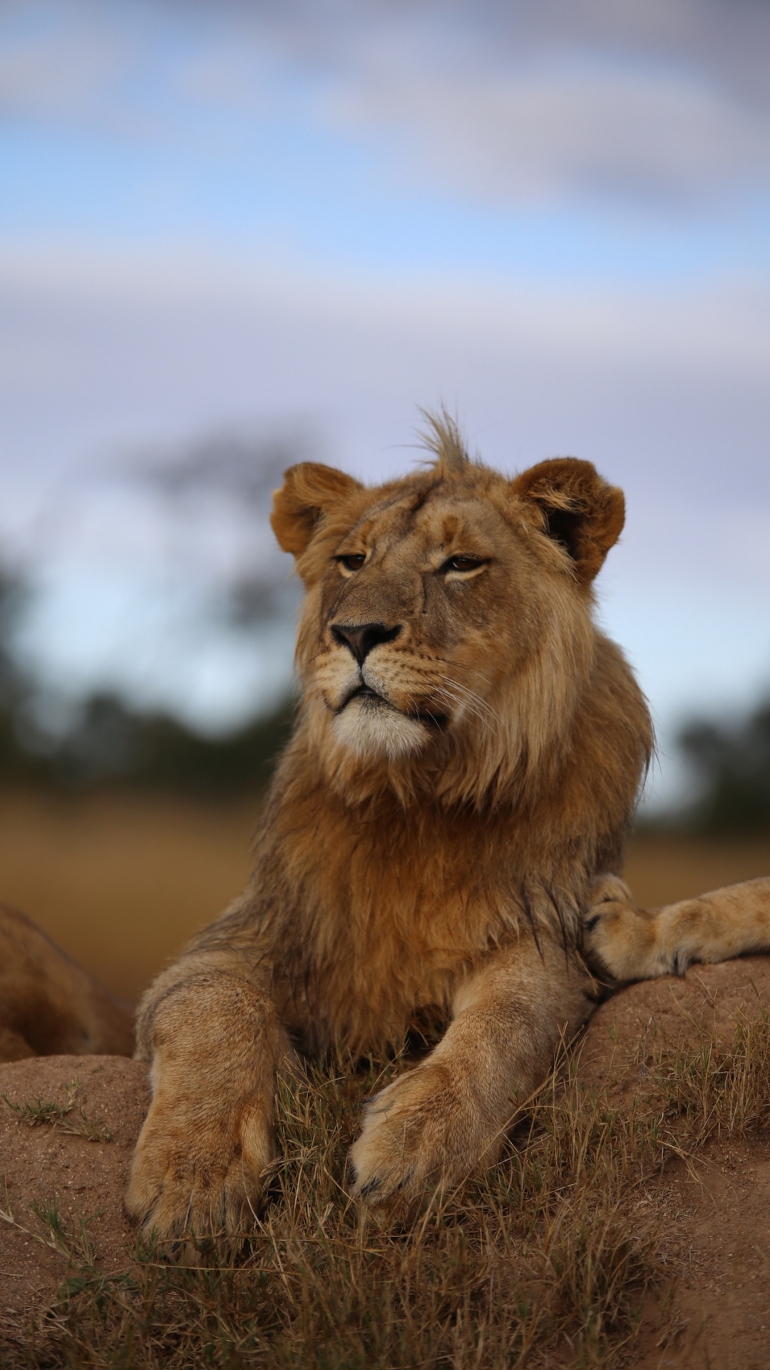 Обои Лев, живая природа, наземные животные, кошачьих, масаи Лев в разрешении 1080x1920