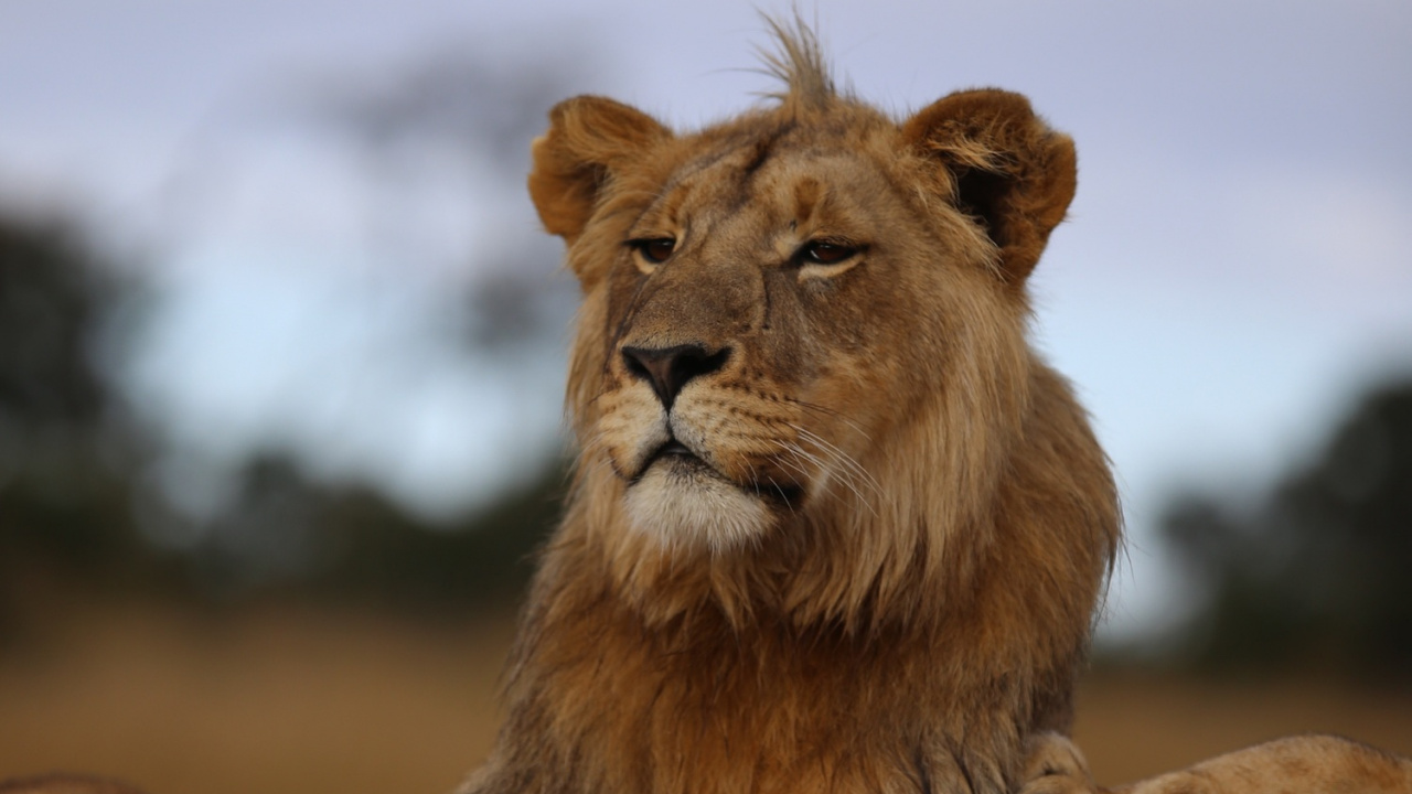 Обои Лев, живая природа, наземные животные, кошачьих, масаи Лев в разрешении 1280x720