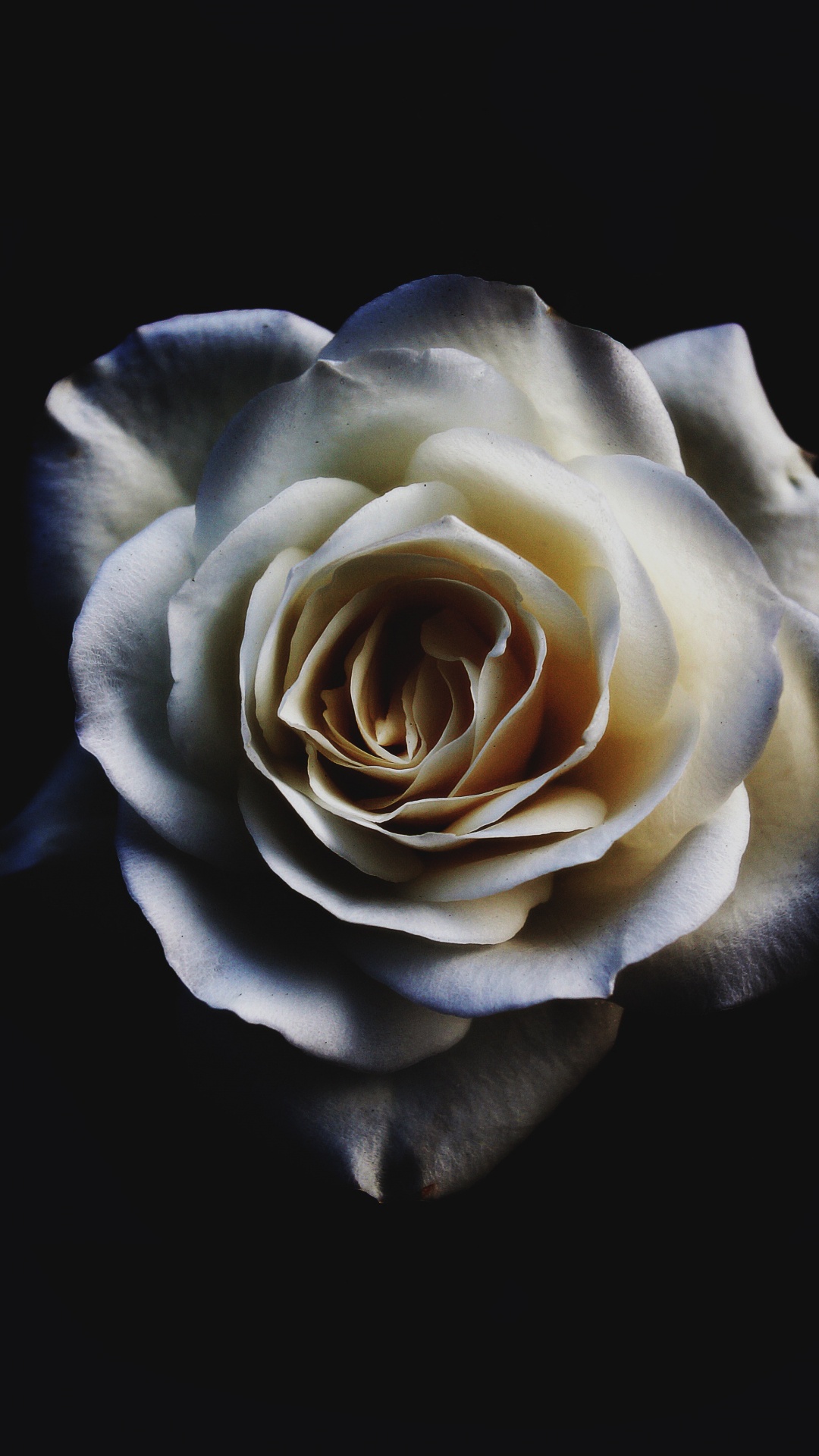 Обои Роза, цветок, белые, сад роз, лепесток в разрешении 1080x1920