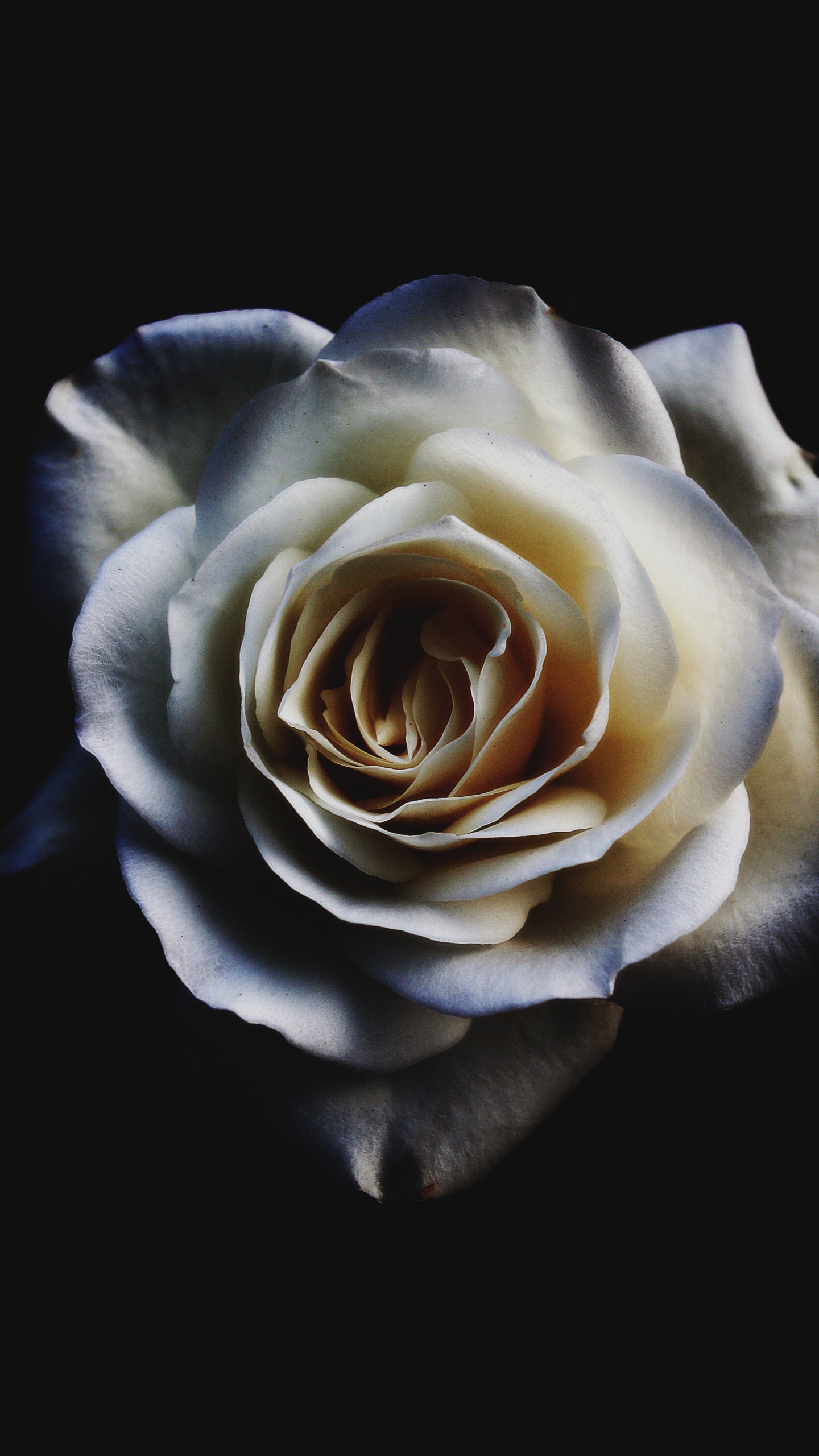 Обои Роза, цветок, белые, сад роз, лепесток в разрешении 1440x2560