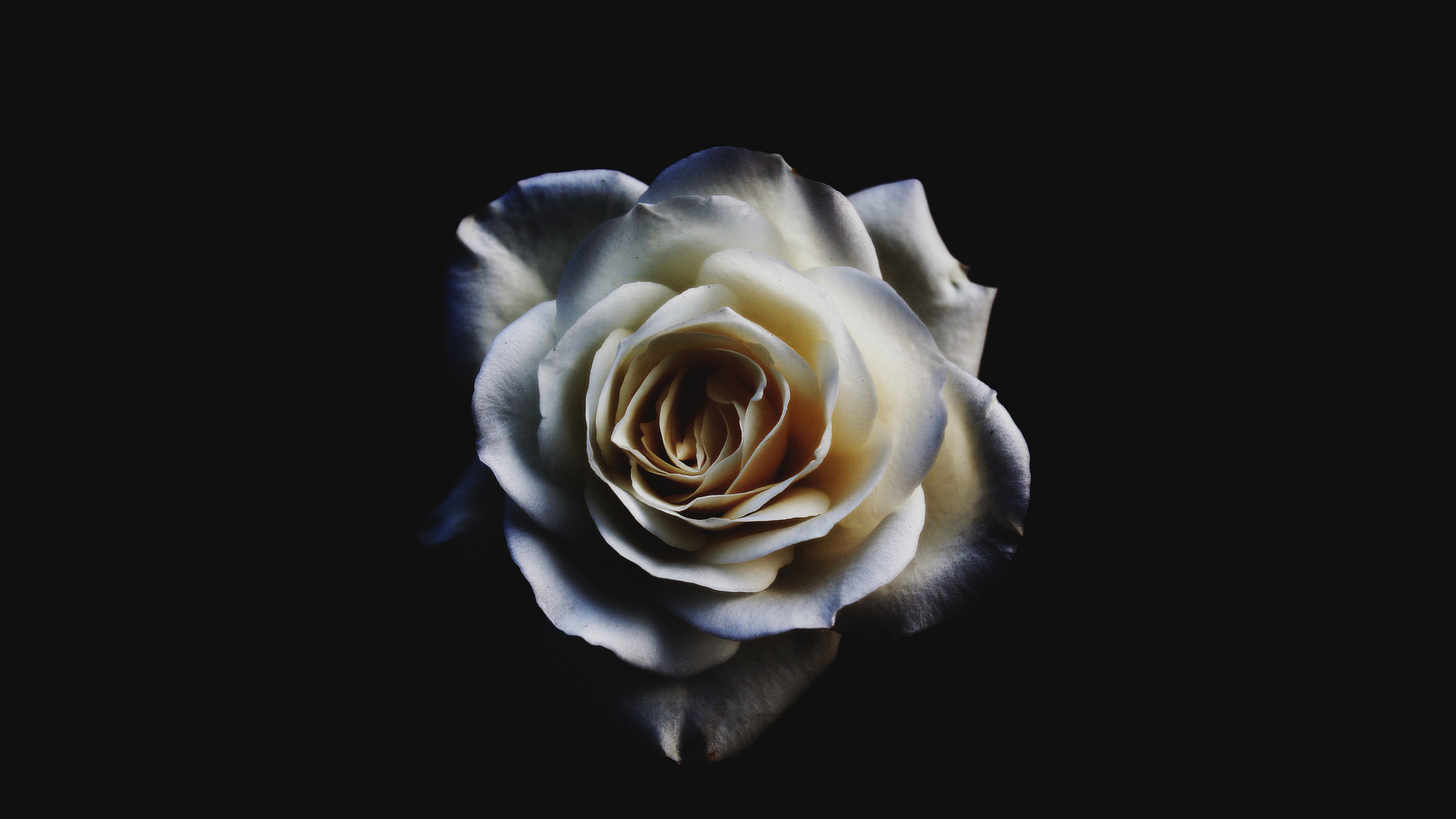 Обои Роза, цветок, белые, сад роз, лепесток в разрешении 2560x1440