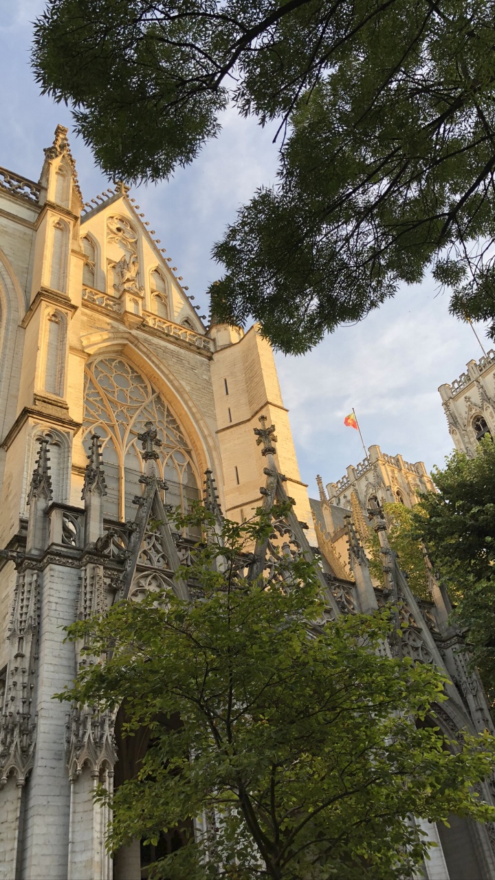 Обои ориентир, биология, наука, дерево, фасад в разрешении 720x1280