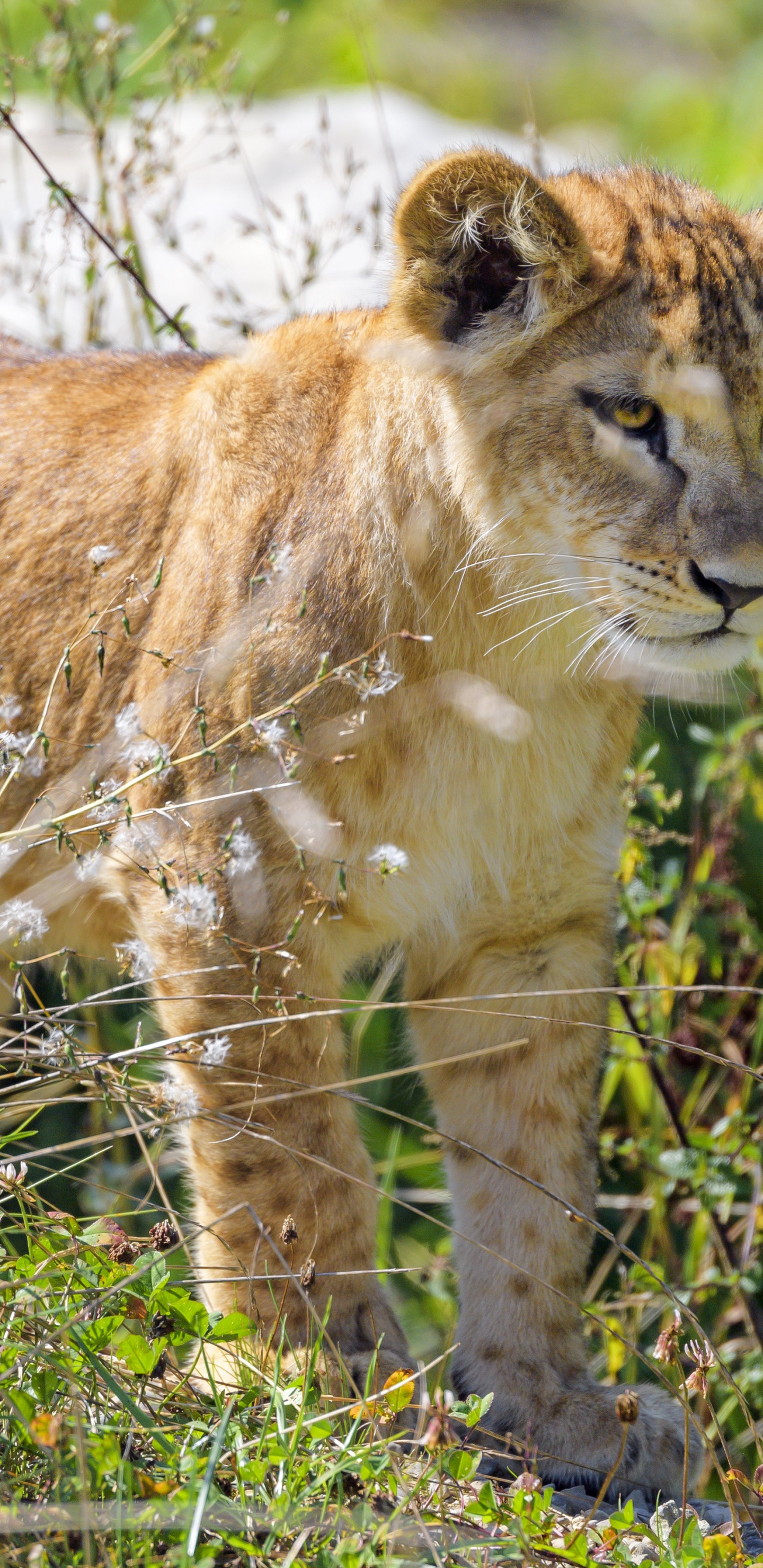 Обои Лев, растение, растительное сообщество, олененок, кошачьих в разрешении 1440x2960
