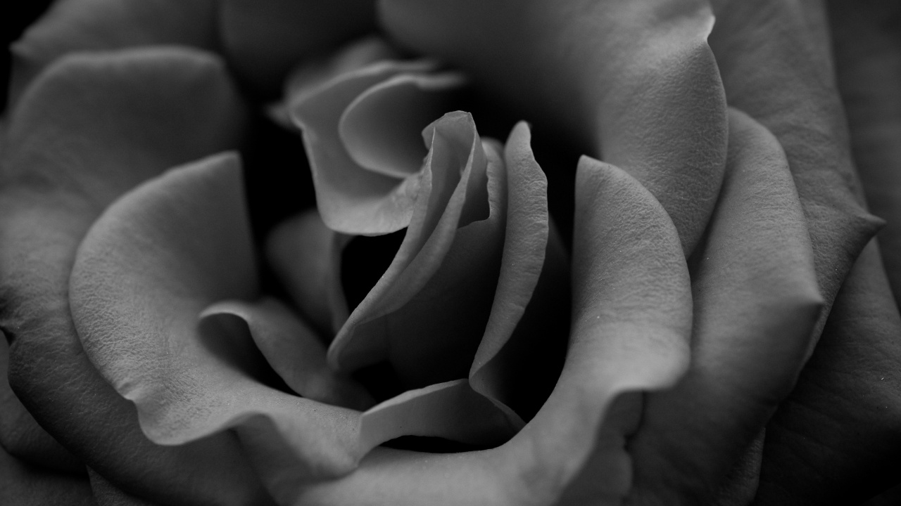 Обои белые, лепесток, черный, Роза, семья Роуз в разрешении 1280x720