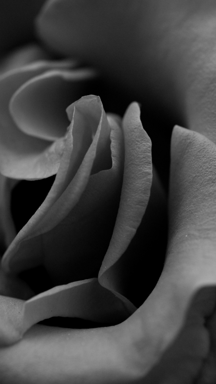 Обои белые, лепесток, черный, Роза, семья Роуз в разрешении 750x1334