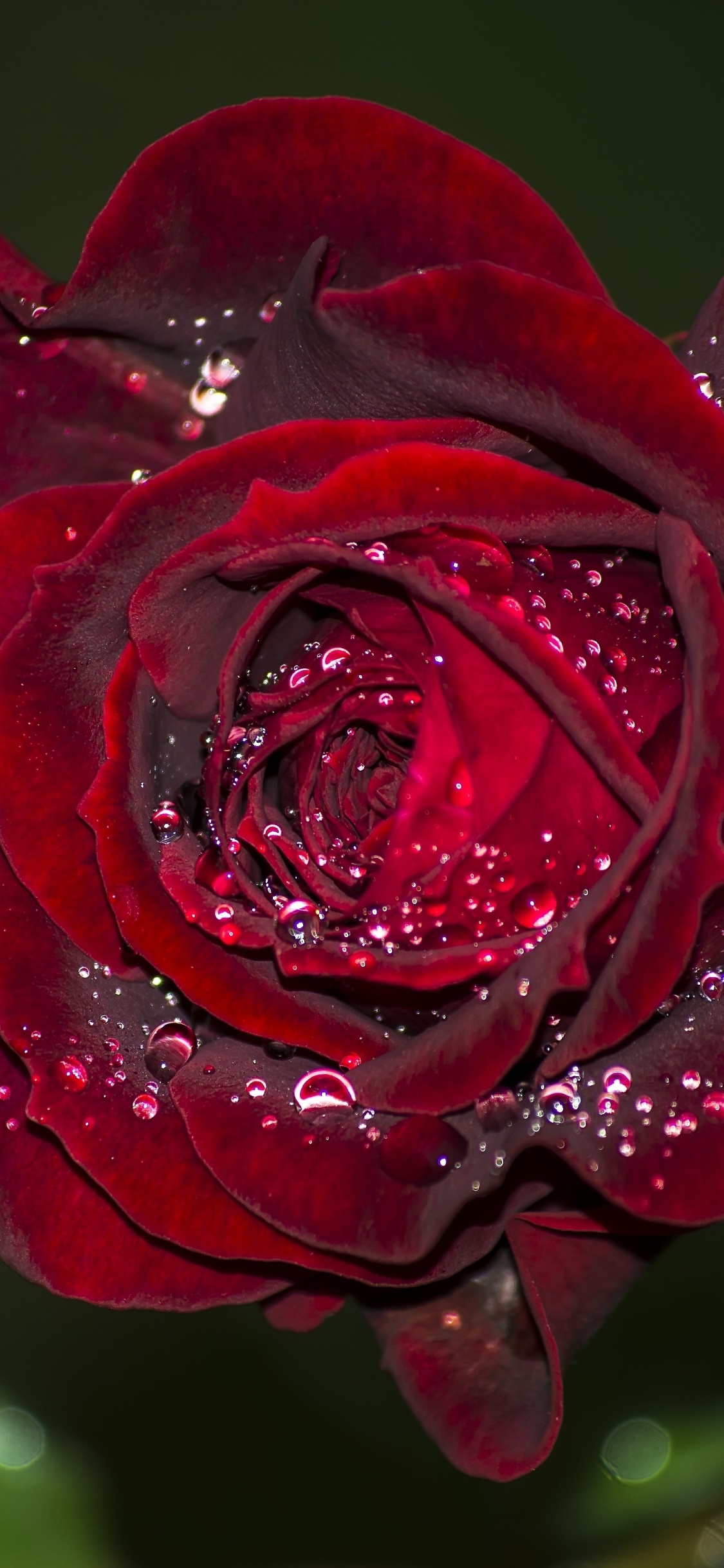 Обои сад роз, роса, цветок, Роза, лепесток в разрешении 1125x2436