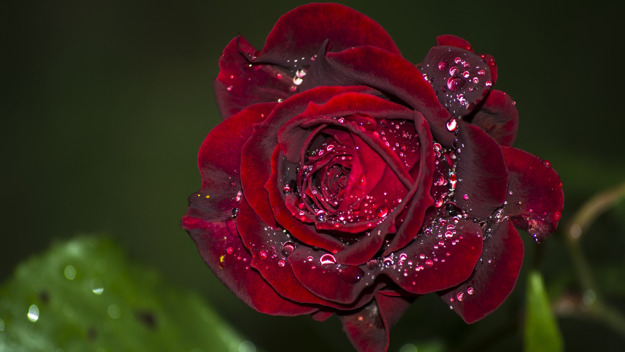 Обои сад роз, роса, цветок, Роза, лепесток в разрешении 1280x720
