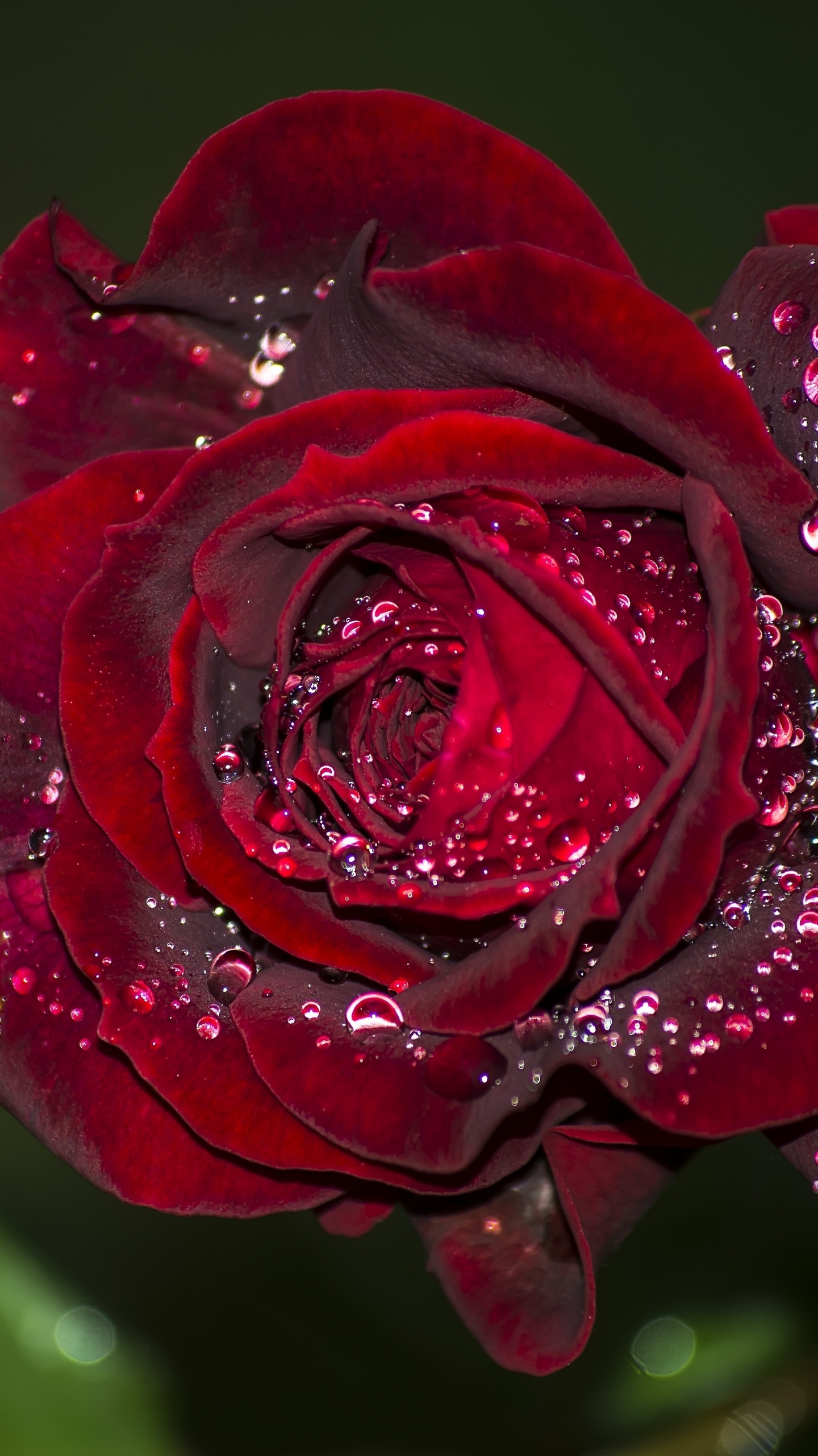 Обои сад роз, роса, цветок, Роза, лепесток в разрешении 1440x2560