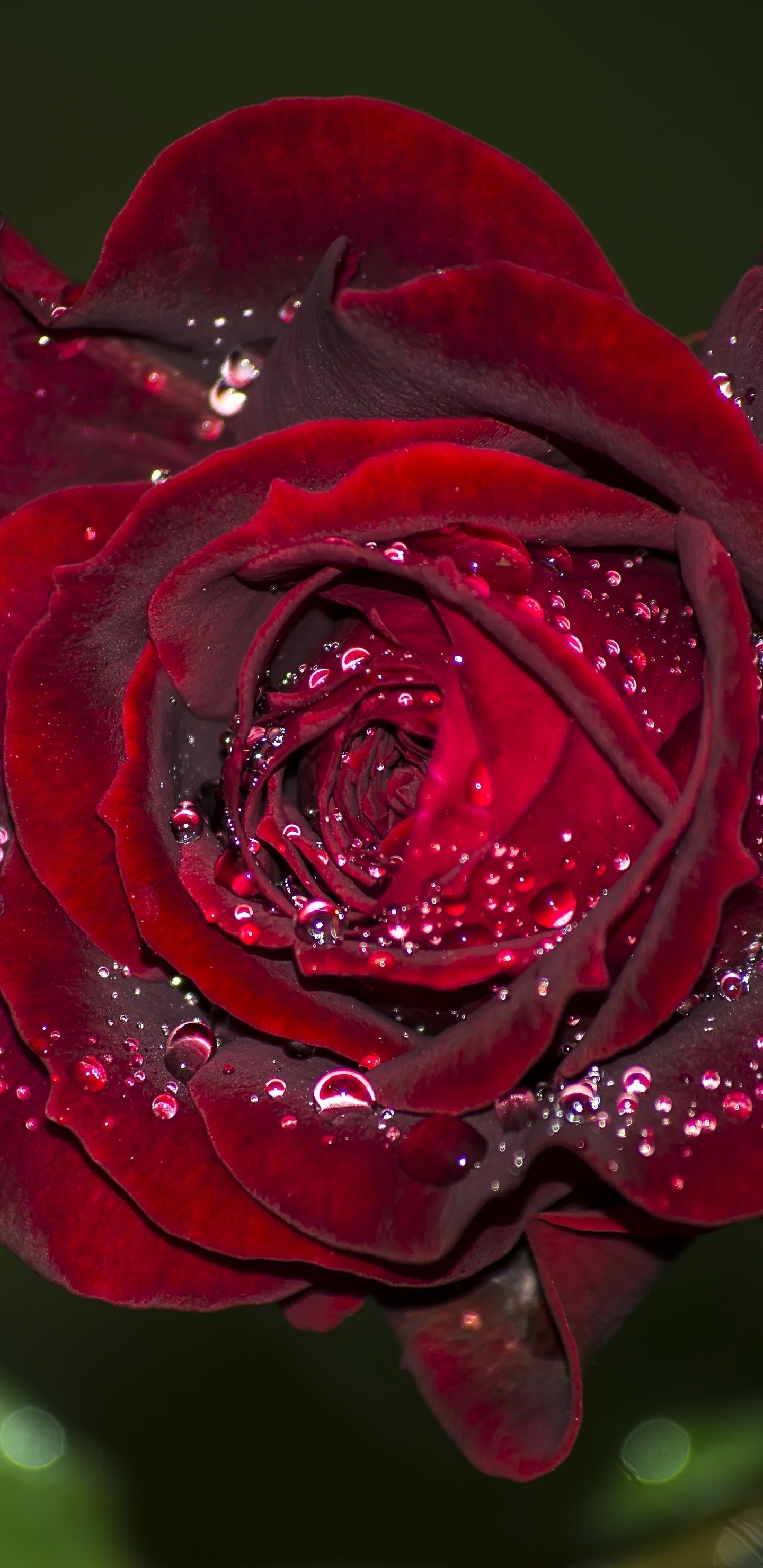 Обои сад роз, роса, цветок, Роза, лепесток в разрешении 1440x2960