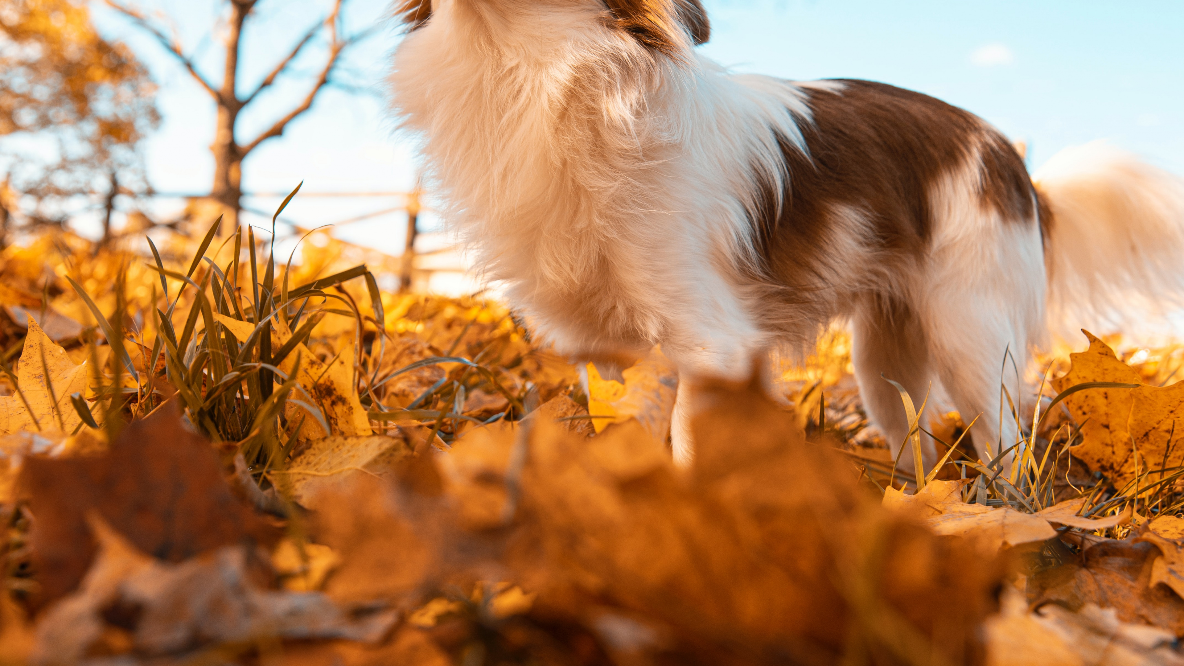 Обои планшет, датский дог, висгун - социальная сеть, растение, природный ландшафт в разрешении 3840x2160