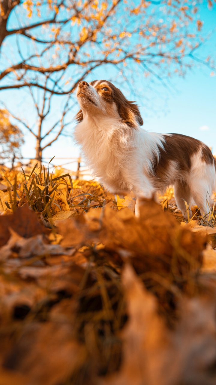 Обои планшет, датский дог, висгун - социальная сеть, растение, природный ландшафт в разрешении 720x1280