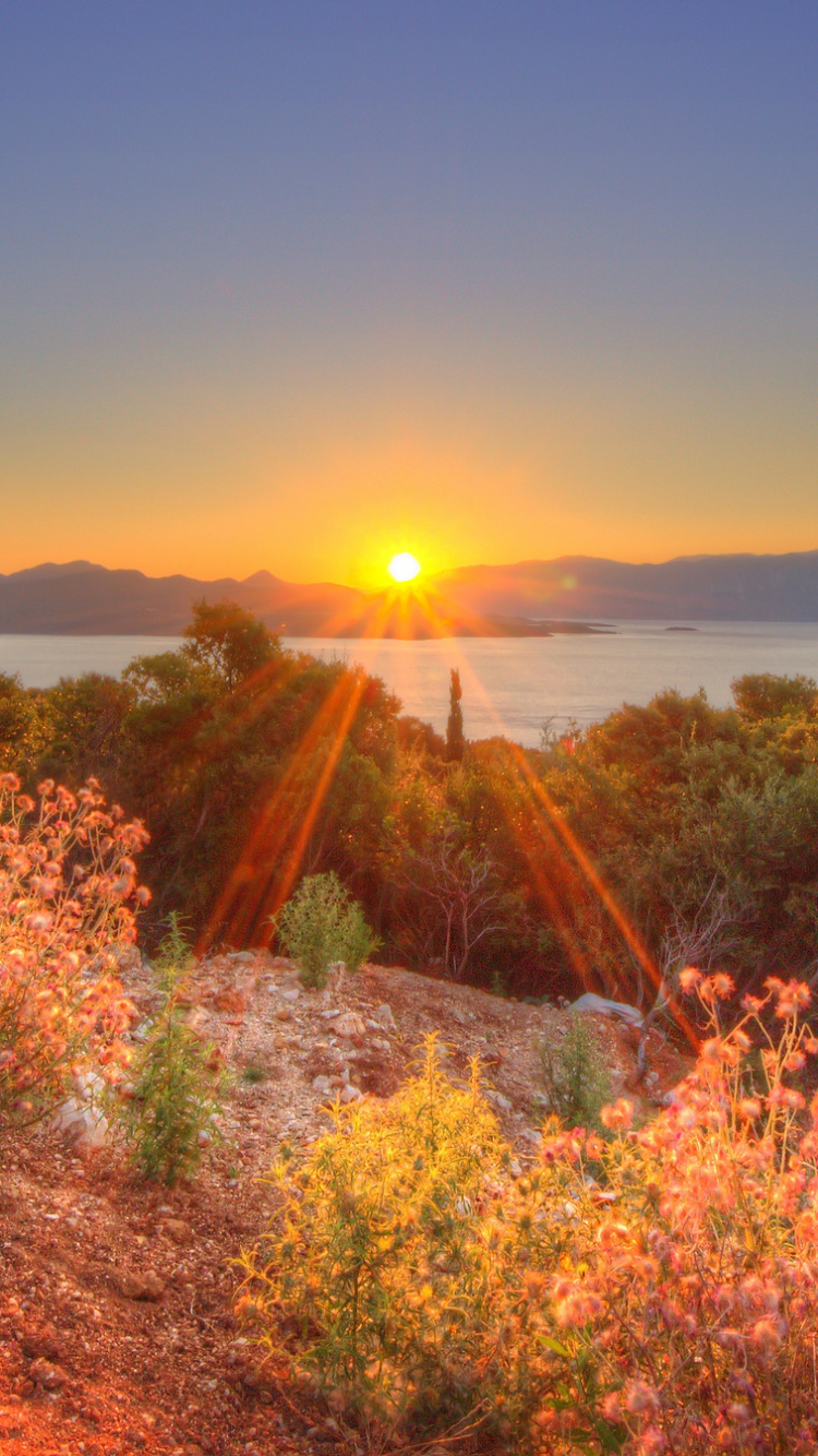 Обои восход солнца, растительность, утро, закат, солнечный свет в разрешении 750x1334