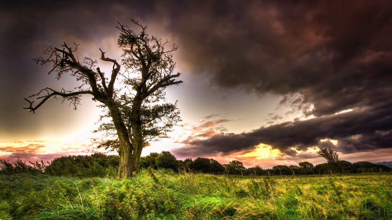 Обои облако, дерево, атмосфера, поле, утро в разрешении 1280x720