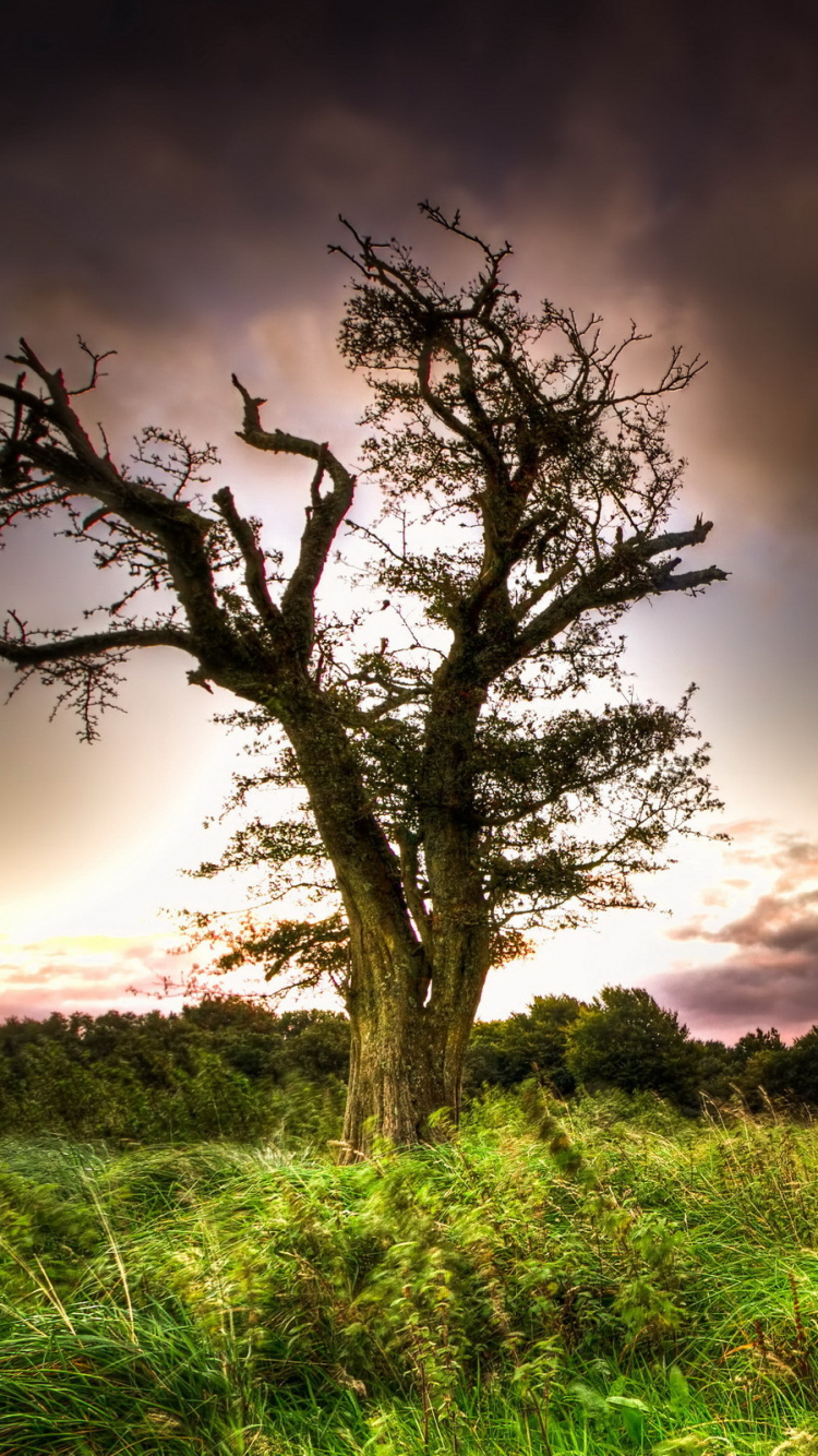 Обои облако, дерево, атмосфера, поле, утро в разрешении 750x1334