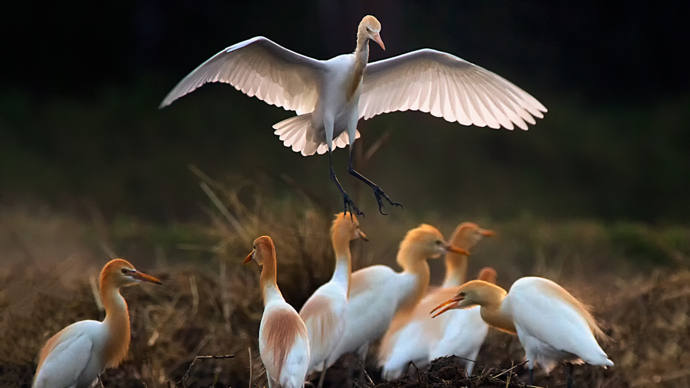 Обои клюв, птица, крыло, герона, большая белая цапля в разрешении 1366x768