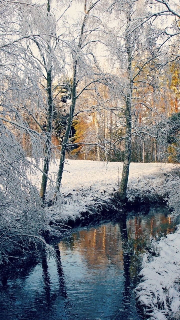 Обои дерево, древесные растения, природа, зима, вода в разрешении 720x1280