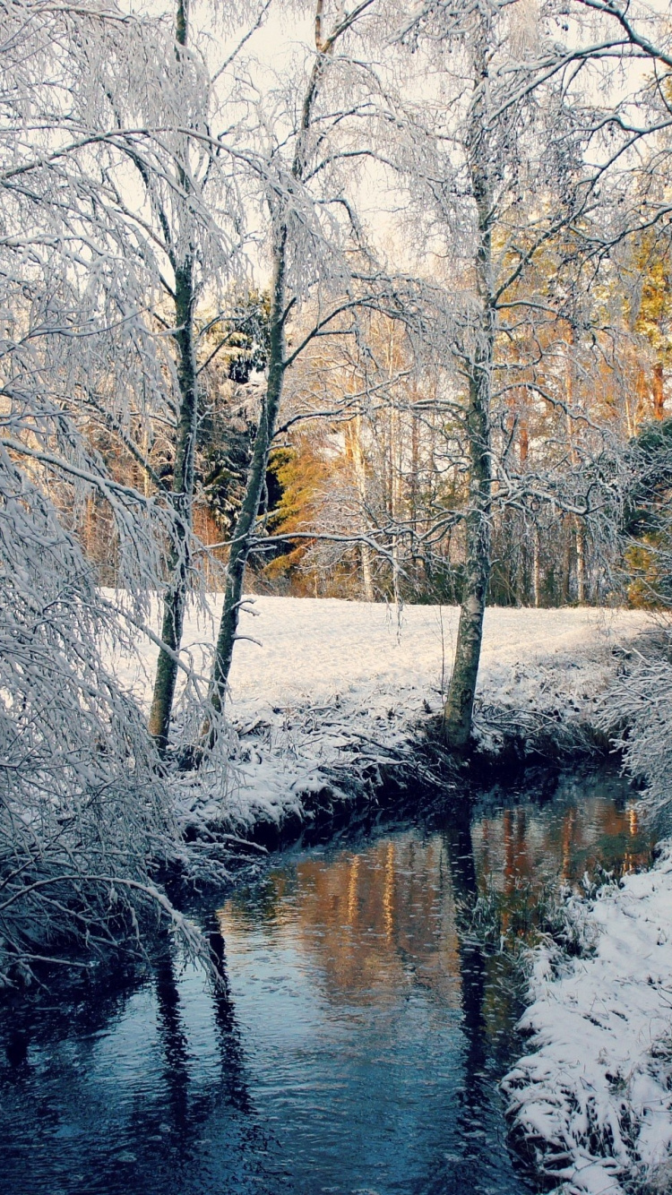 Обои дерево, древесные растения, природа, зима, вода в разрешении 750x1334