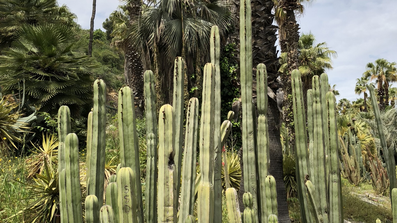 Обои растительность, биом, Сан-Педро кактус, кустарник, экология в разрешении 1366x768