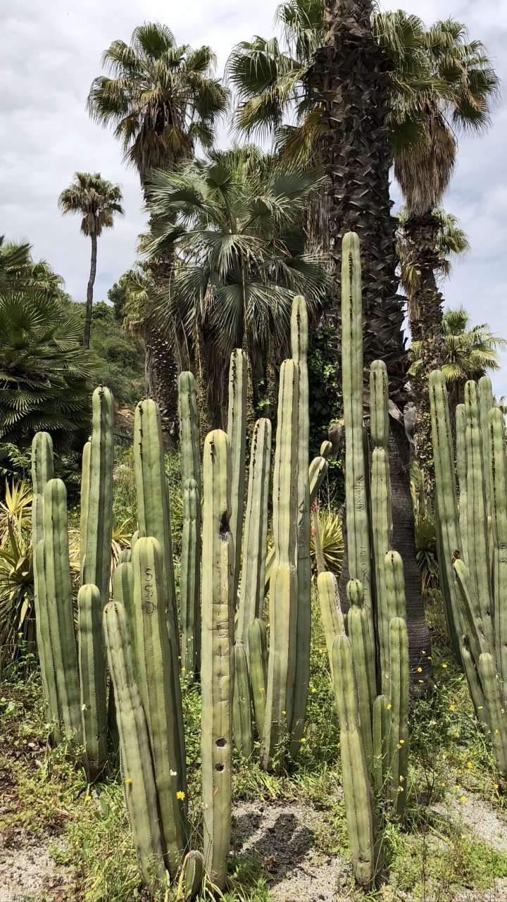 Обои растительность, биом, Сан-Педро кактус, кустарник, экология в разрешении 720x1280