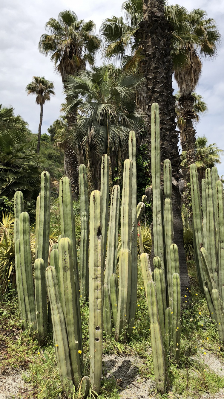 Обои растительность, биом, Сан-Педро кактус, кустарник, экология в разрешении 750x1334