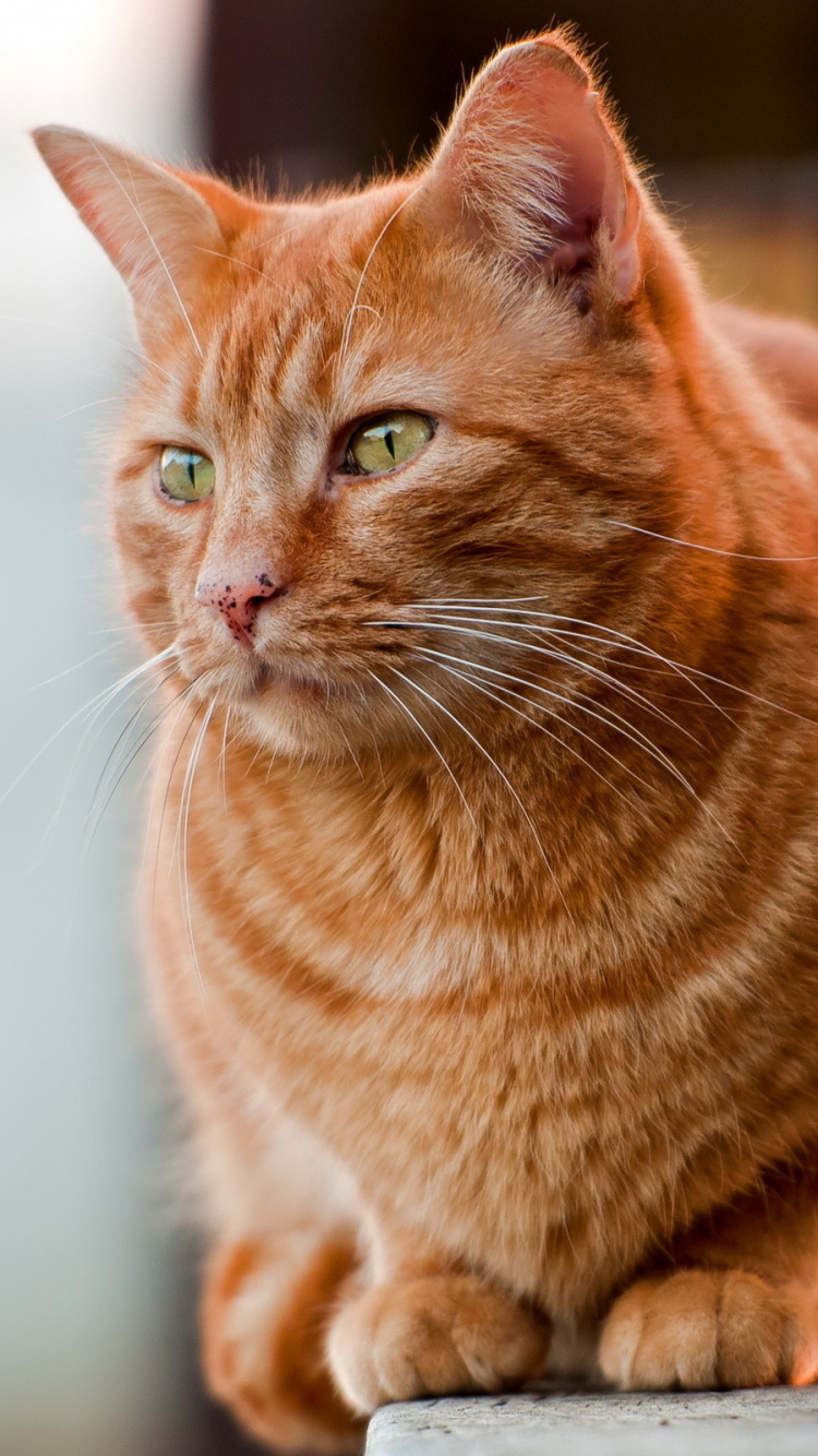 Обои полосатый кот, кот, бакенбарды, усы, клешня в разрешении 750x1334