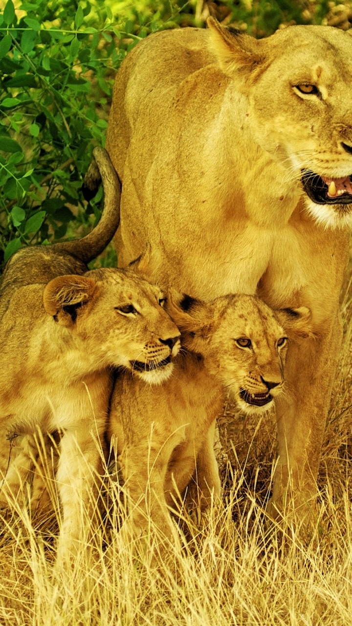 Обои Лев, живая природа, наземные животные, масаи Лев, экосистема в разрешении 720x1280