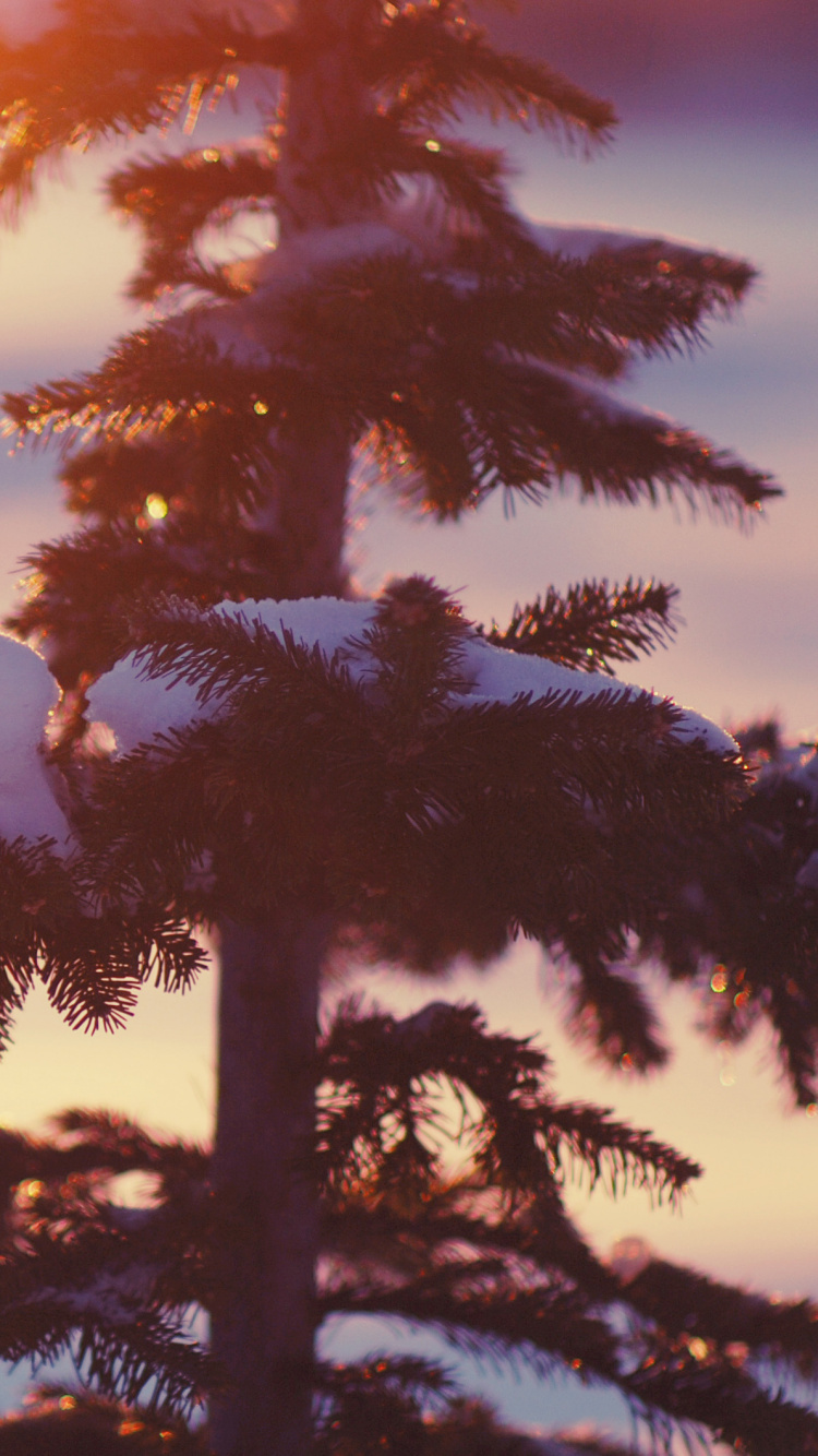 Обои снег, зима, дерево, облако, ветвь в разрешении 750x1334