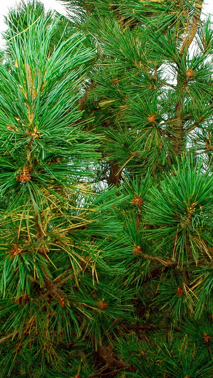 Обои ель, сосна, дерево, Пайн-Буш, экосистема в разрешении 720x1280