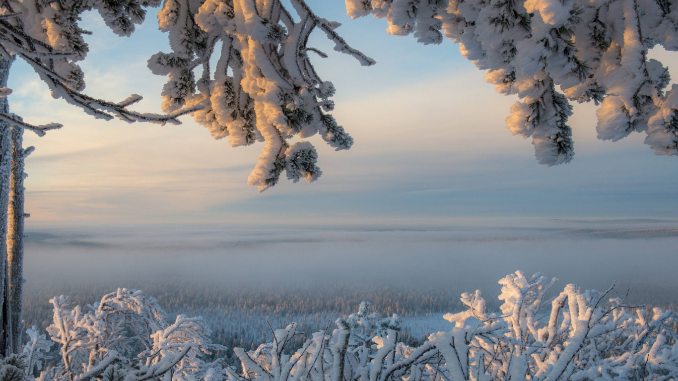 Обои зима, снег, дерево, замораживание, мороз в разрешении 1366x768