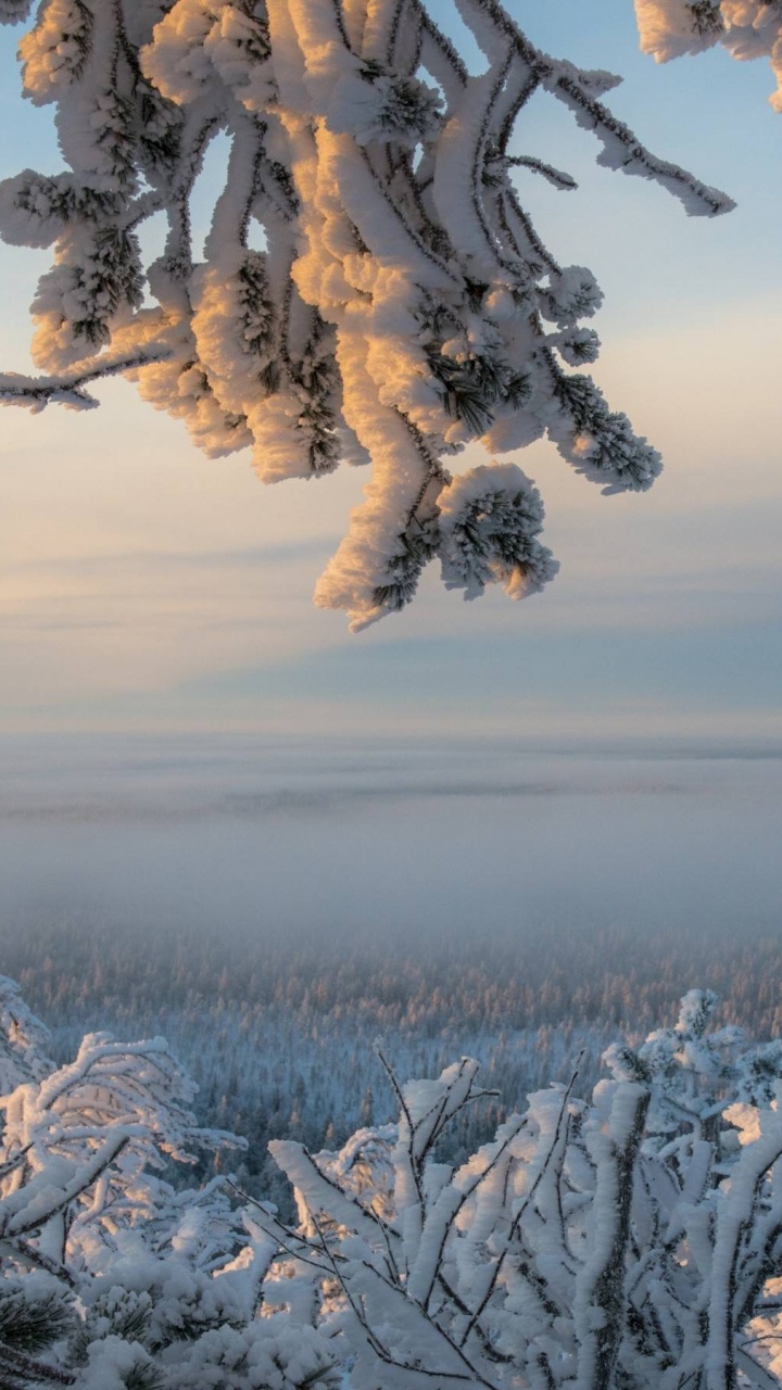 Обои зима, снег, дерево, замораживание, мороз в разрешении 720x1280