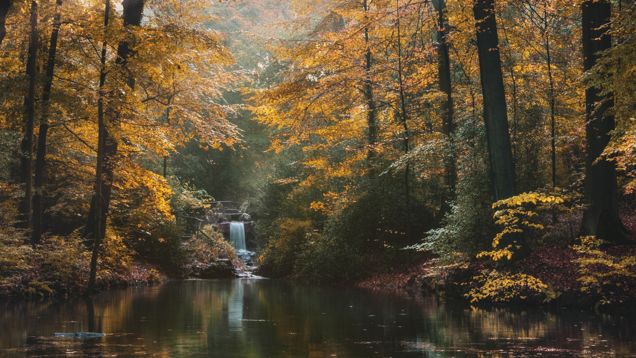 Обои дерево, природа, лес, природный ландшафт, окружающая среда в разрешении 1280x720