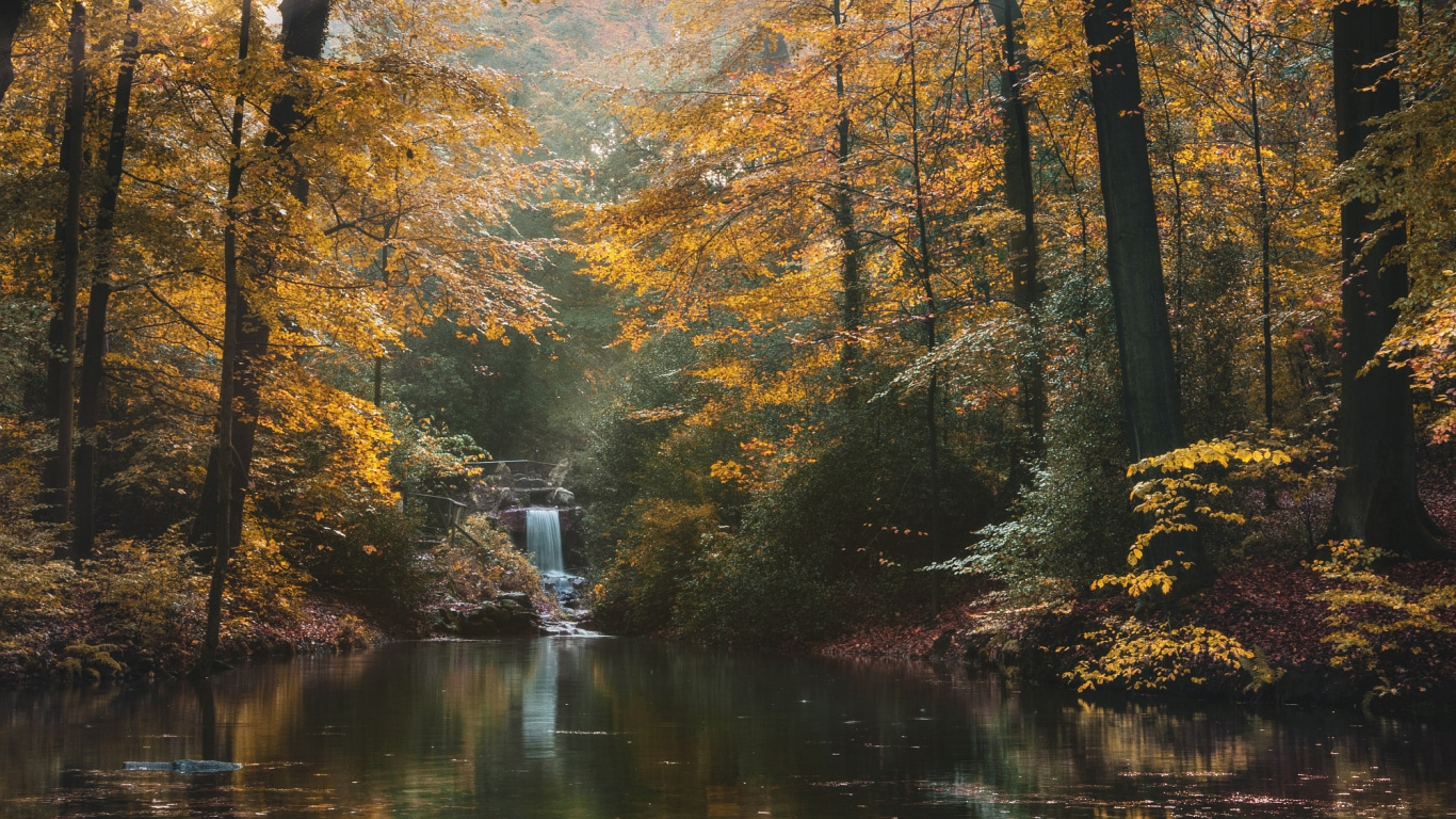 Обои дерево, природа, лес, природный ландшафт, окружающая среда в разрешении 1366x768