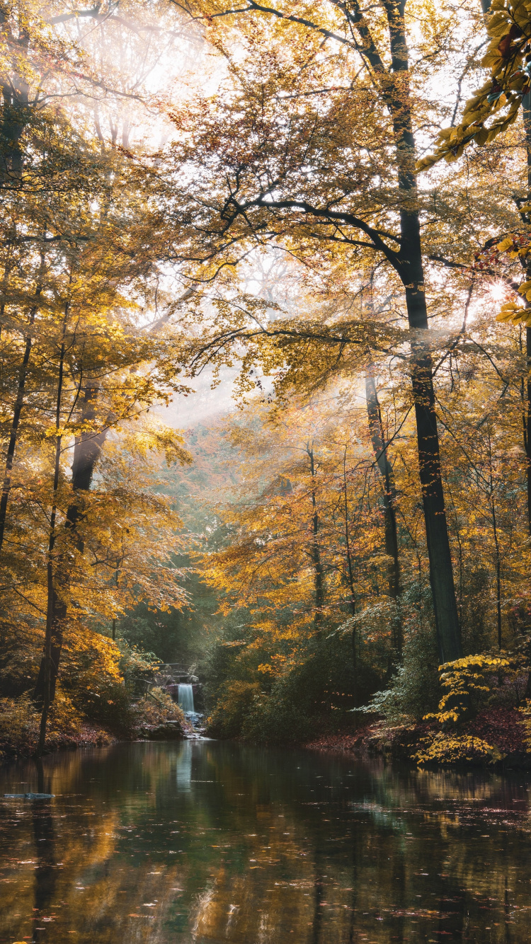 Обои дерево, природа, лес, природный ландшафт, окружающая среда в разрешении 750x1334