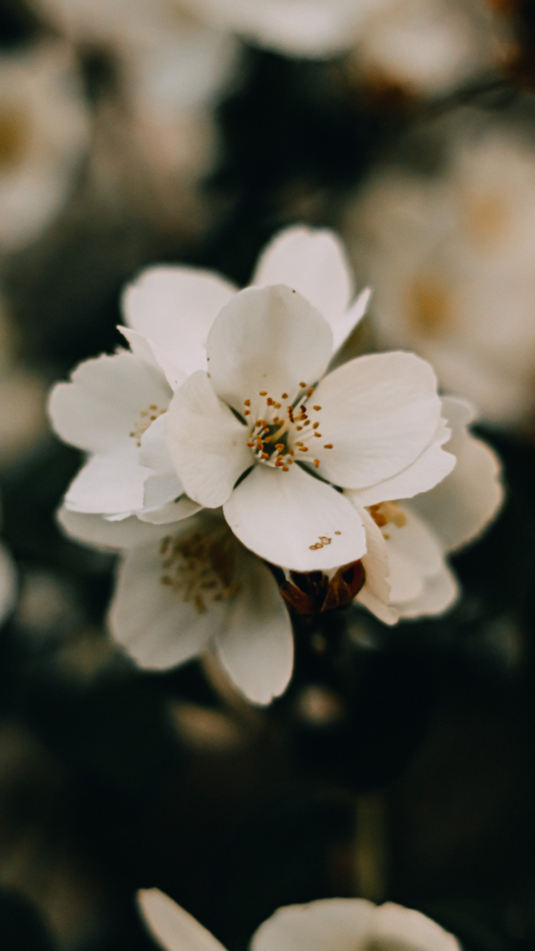 Обои цветение вишни, цветок, растение, лепесток, прут в разрешении 750x1334