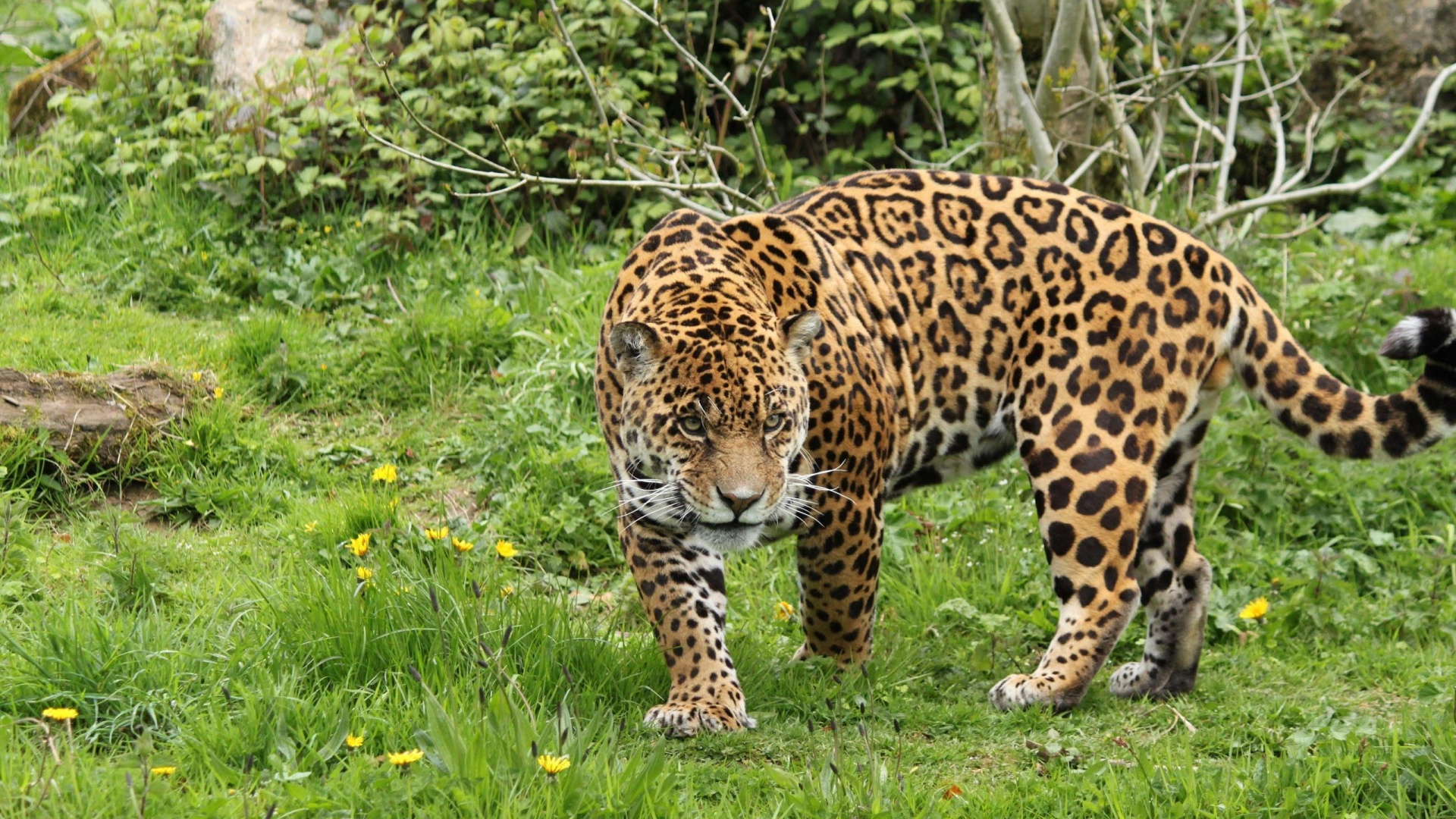 Обои Ягуар, Леопард, Гепард, большая кошка, наземные животные в разрешении 1920x1080