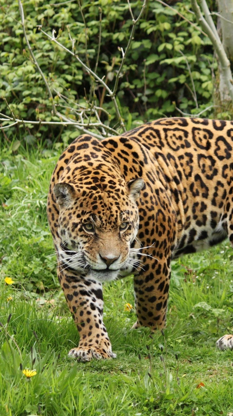 Обои Ягуар, Леопард, Гепард, большая кошка, наземные животные в разрешении 750x1334