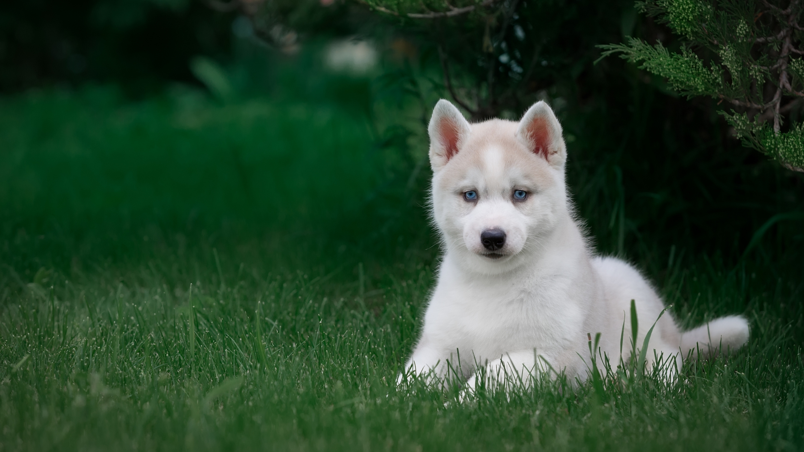 Обои пес, Себирская Хаски, щенок, собака породы, Бергер Блан Suisse в в разрешении 2560x1440