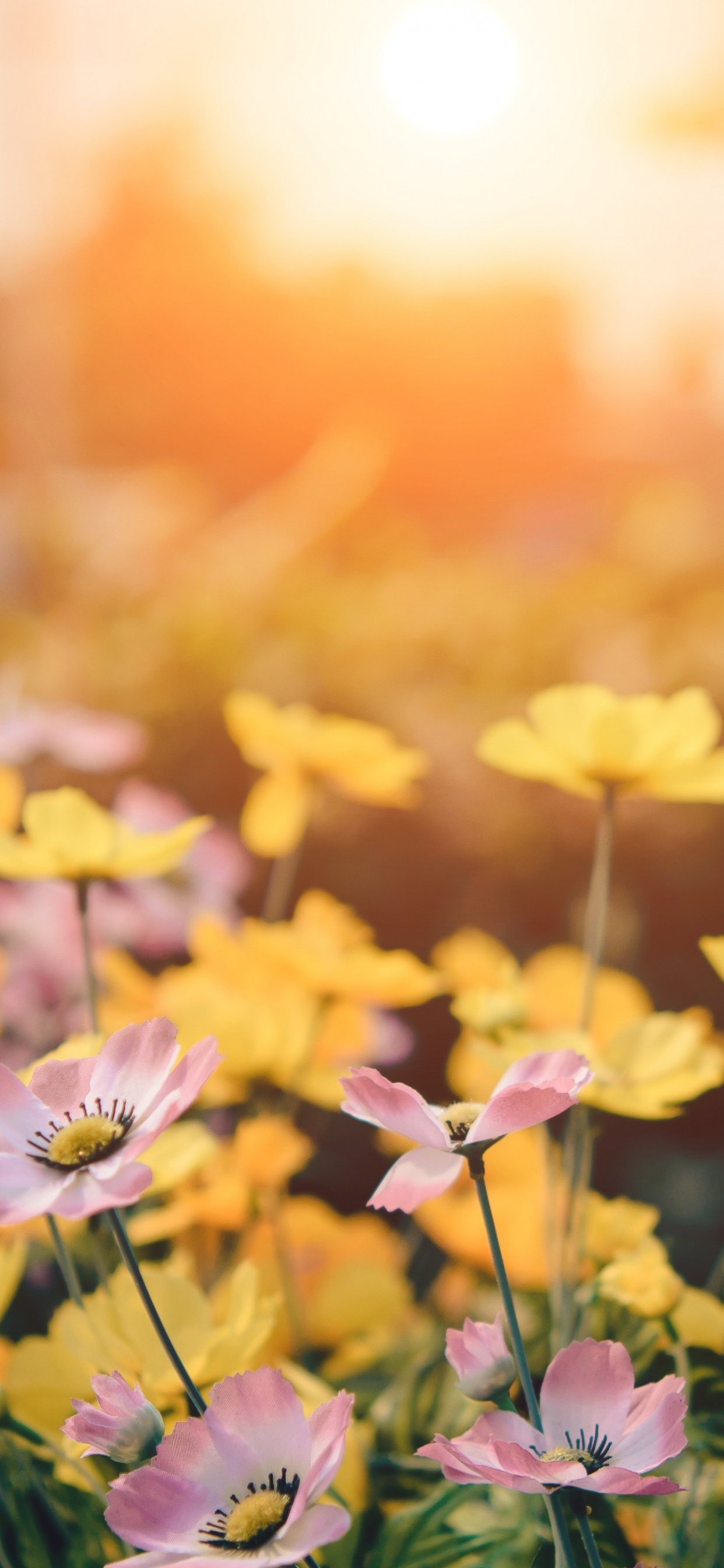 Обои смерть, цветок, растение, лепесток, свет в разрешении 1242x2688