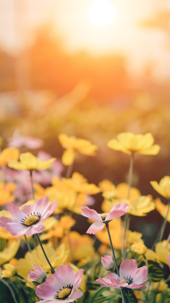 Обои смерть, цветок, растение, лепесток, свет в разрешении 720x1280