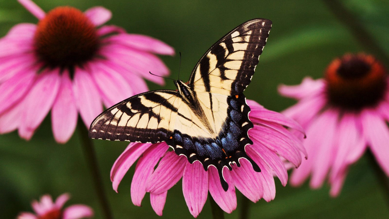 Обои мотыльки и бабочки, бабочка, насекомое, беспозвоночных, опылитель в разрешении 1366x768