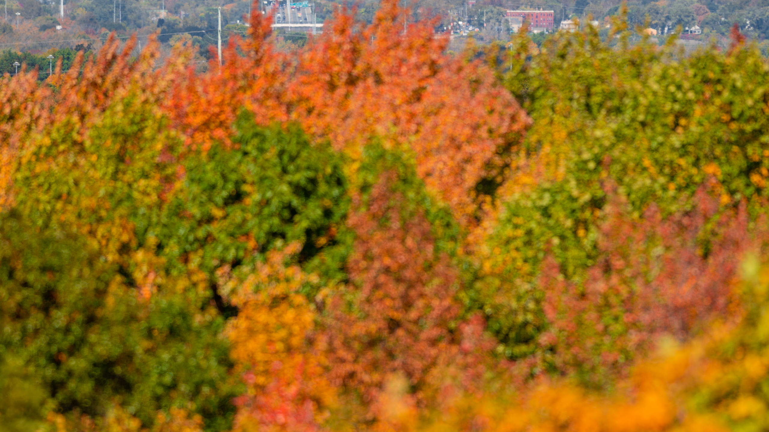 Обои Парк Теодора Рузвельта, здание, небоскреб, облако, дневное время в разрешении 2560x1440