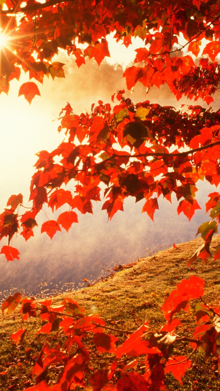 Обои осень, природа, лист, красный цвет, дерево в разрешении 720x1280