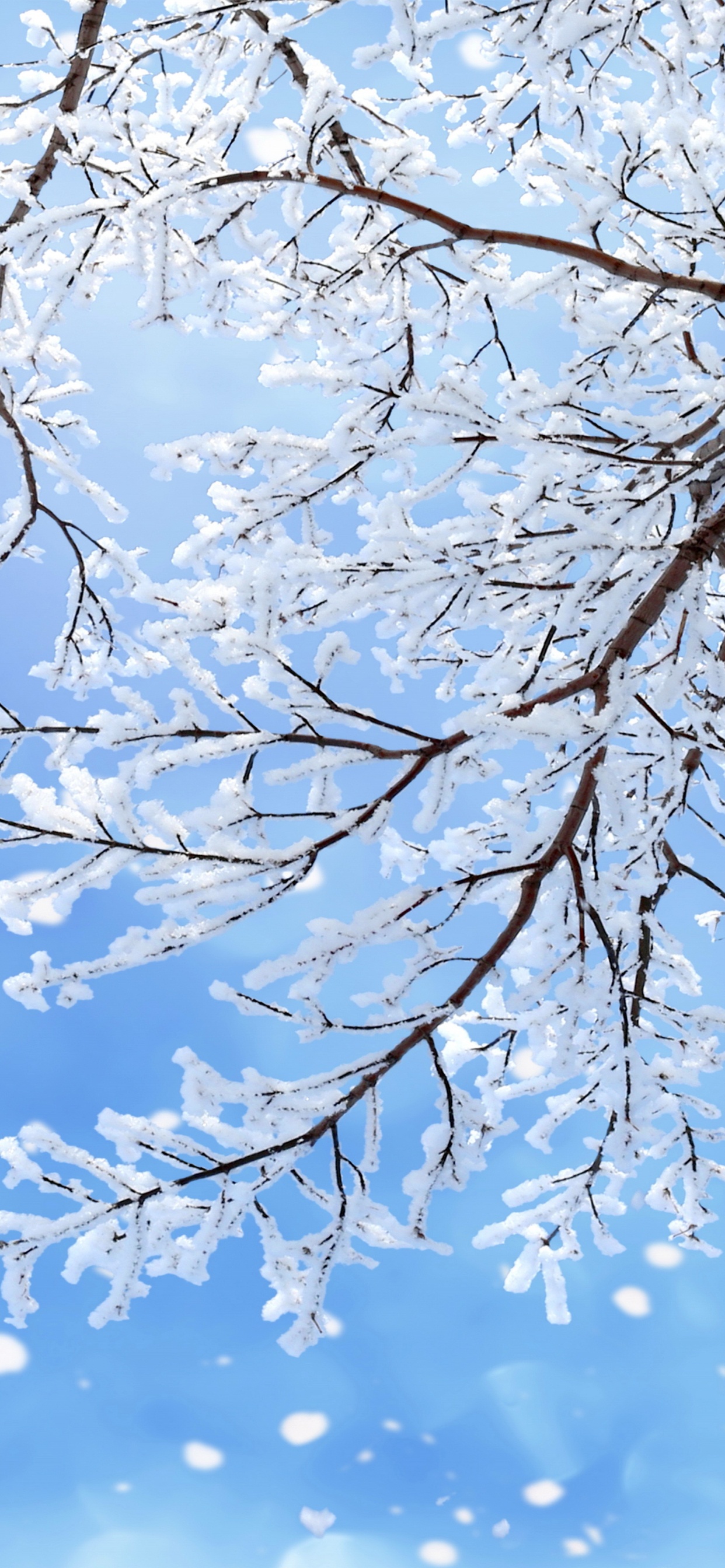 Обои снег, зима, ветвь, синий, дерево в разрешении 1242x2688