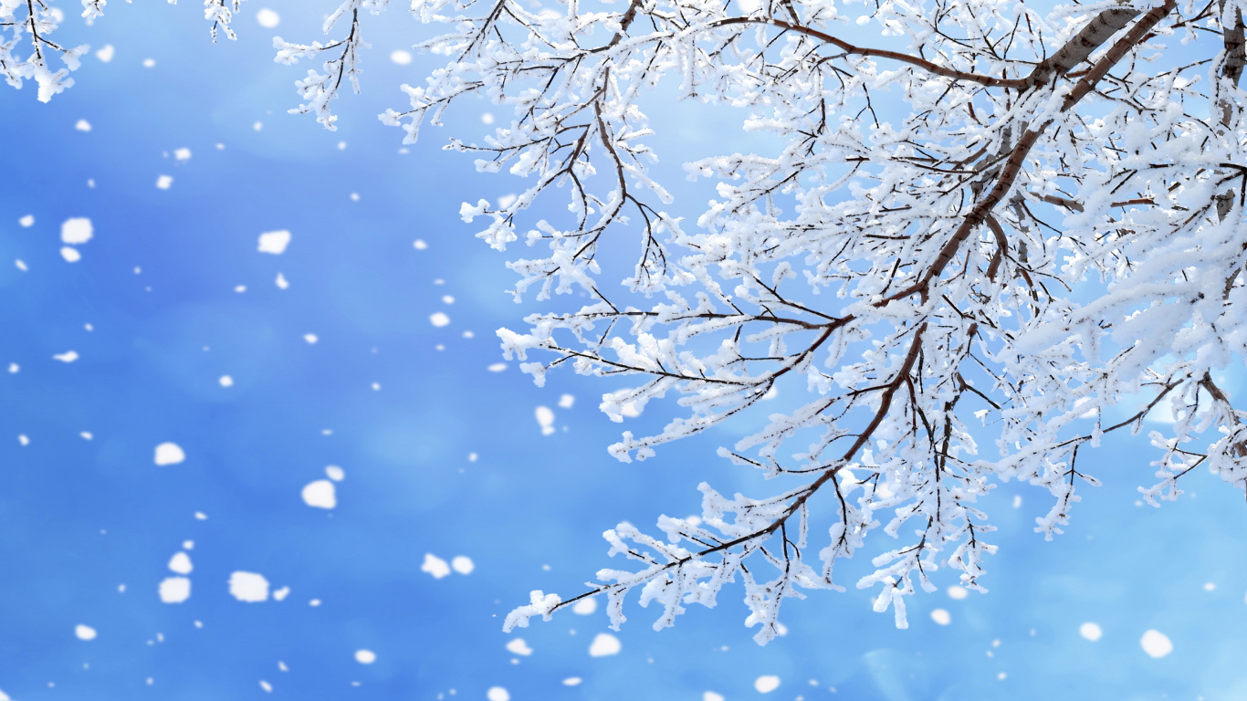 Обои снег, зима, ветвь, синий, дерево в разрешении 1366x768