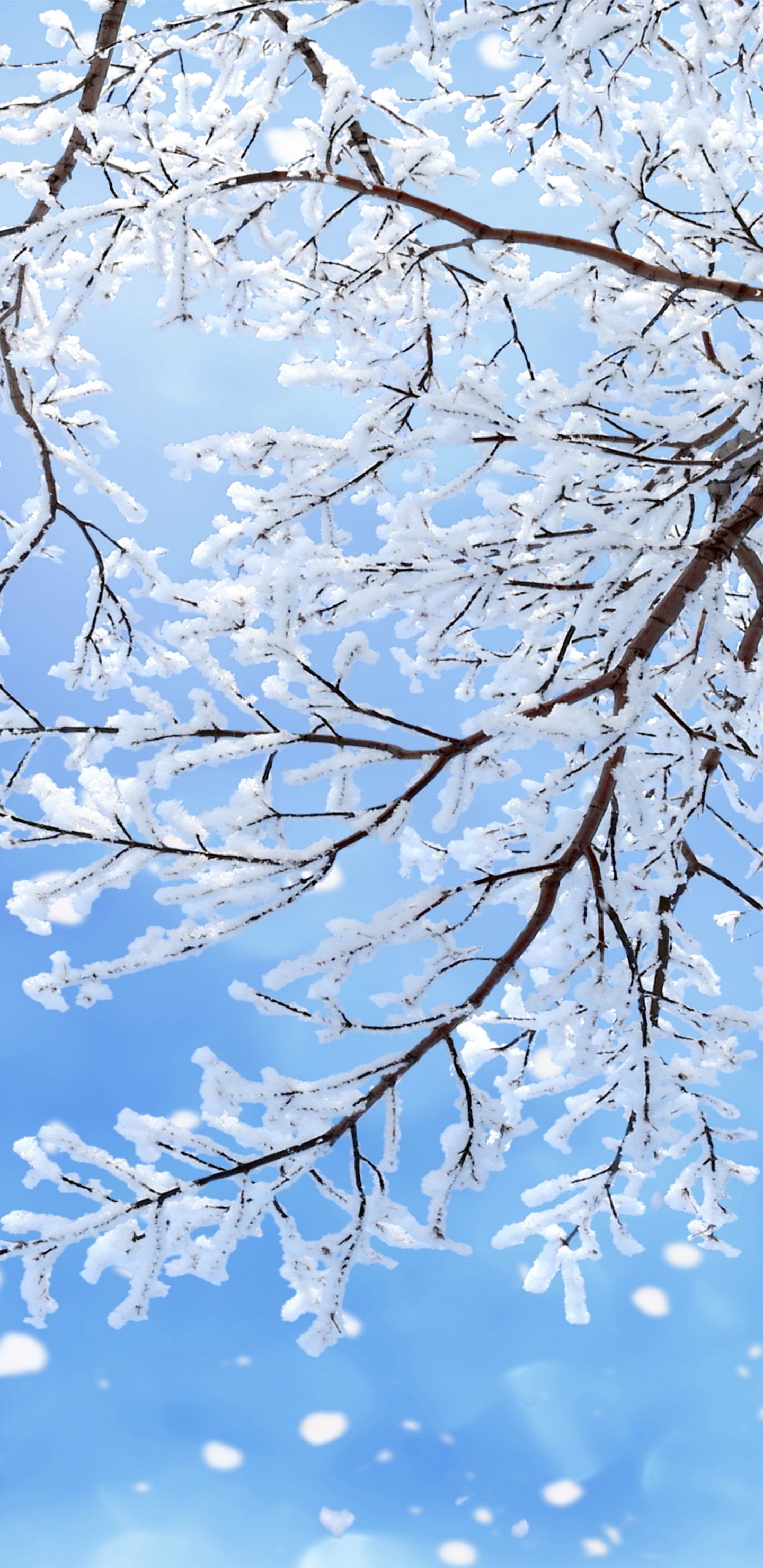 Обои снег, зима, ветвь, синий, дерево в разрешении 1440x2960