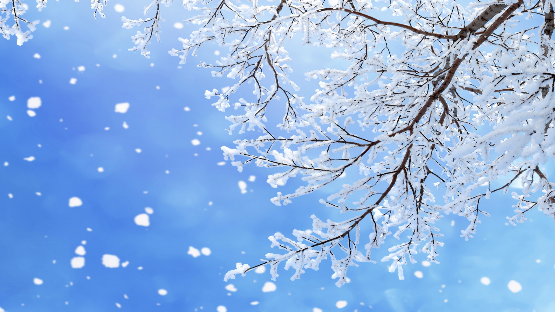 Обои снег, зима, ветвь, синий, дерево в разрешении 1920x1080